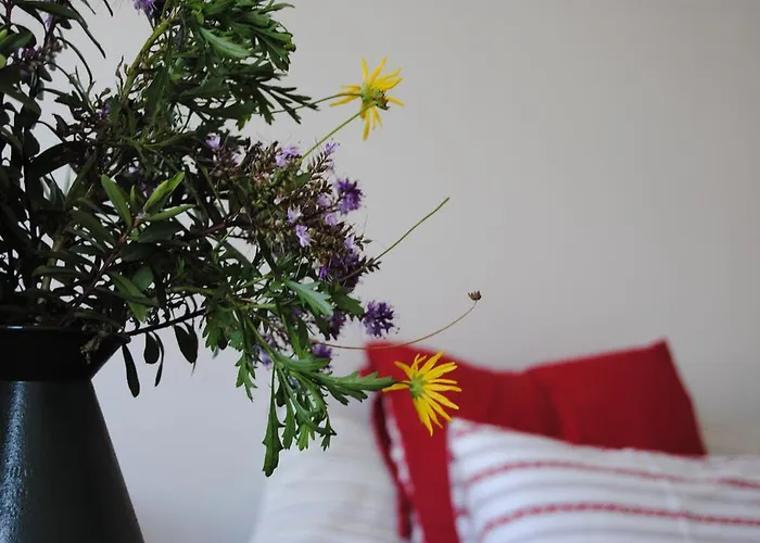 스튜디오 세두페이타